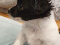 Chihuahua Welpen langhaar