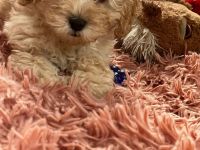 Zwerg/Toypudel Welpen