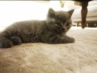 BKH Kitten 7 w. mit Mama und viel Zubehör