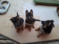 Deutsche Schäferhunde