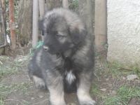 Karst-Schäferhunde Welpen