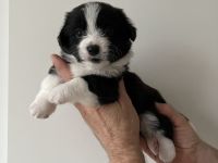 Corgi/ Toy Pudel Welpen