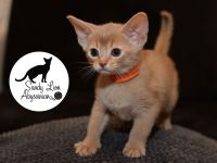 Sandy Lion Abyssinian