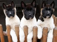 Amerikanische Akita Welpen