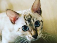 2 außergewöhnliche Snowbengalen mit Stammbaum