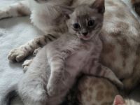 Bengalen in Exklusivfarben mit Sorglospaket v Züchter