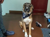 Paco sucht neues zuhause