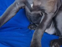 Cane Corso XXL Welpen