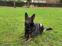 gekörter Deutscher Schäferhund Deckrüde