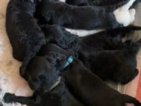 Labradoodle Welpen