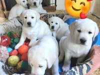 Labradorwelpen weiss mit Ahnentafel