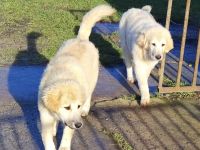 Pyrinäenberghundmix zu verkaufen