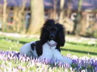 Baatzies Kings and Queens