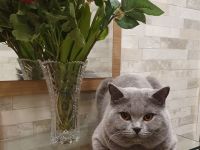 BKH Deckkater mit Stammbaum