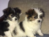 Bichon Frisé - Spitz - Welpen / Mischlingswelpen