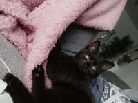 Britich kurzhaar mix