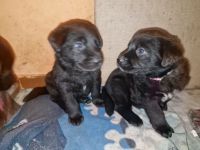 Labrador Schäferhund Welpen