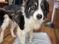 Indio - auf dem Weg, Vertrauen zu schenken🥰