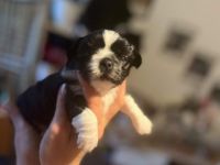 46446 Emmerich am Rhein