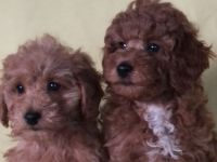 Welpen Zwergpudel , Toypudel , zwei Weibchen noch , in red