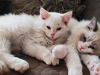 Reinrassige Ragdollkaterchen mit Ahnenpass suchen liebevolles Zuhause auf Lebenszeit