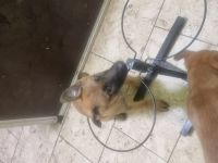 MALINOIS MIX WELPEN