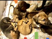 Malinois / Boxer-Labrador Mix Welpen