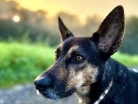 Hund zu vermitteln