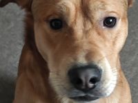 Shiba Inu Mischling