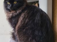 Ragdoll Kitten mit Stammbaum