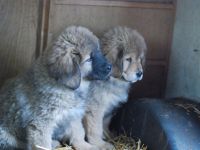 Süsse Do-Khyi Welpen mit Papieren