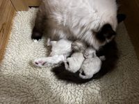 Ragdoll von Oebisfelde