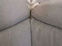 British Kurzhaar BKH Silver Shaded weiblich