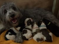 Malteser/Havaneser/Shih-tzu mix Welpen