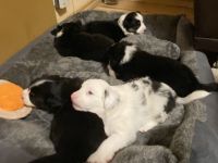 Australien Shepherd Mini Welpen