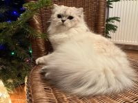 BLH Katze mit Stammbaum