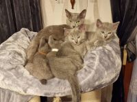 1 reinrassig russisch blau Kitten