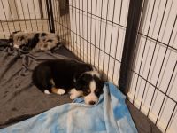 Border Collie Welpen