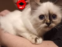 Heilige Birma Kitten mit Stammbaum