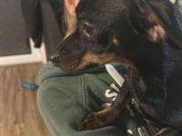 Chihuahua/Dackel Mix "Pablo"