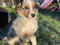 Australian Shepherd Welpen