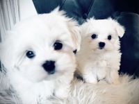 Mini Malteser Welpen dürfen ausziehen