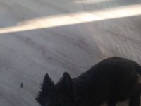 Schäfer-Husky-Hüte-Mix