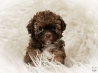 Bolonka Zwetna mit Ahnentafel