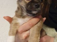 Wunderschöne Chihuahua Welpen