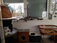 Katzenpension Eisenlauer/Katzensitter/Katzenbetreuung/Katzenhotel