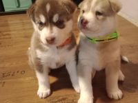 Sibirischer Husky Welpen