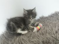 ❤️Zuckersüße Reinrassige Maine coon Katerchen Kitten ❤️