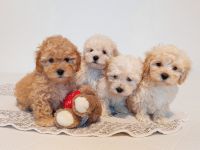 Maltipoo Welpen, apricot und creme,  4 Rüden