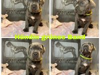 Kräftige Cane Córso Welpen